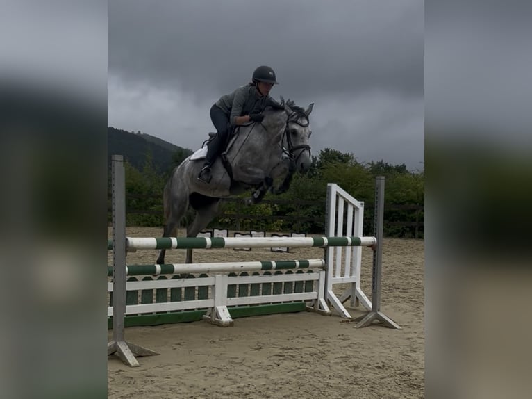 Poney de selle allemand Jument 5 Ans 148 cm Gris in Plettenberg