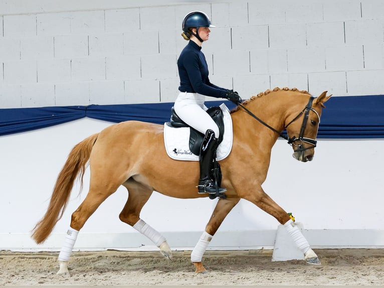 Poney de selle allemand Jument 5 Ans 148 cm Isabelle in Marsberg