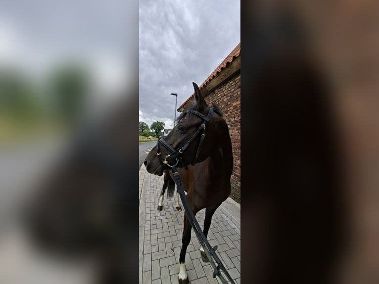 Poney de selle allemand Jument 5 Ans 148 cm Noir in Wickede