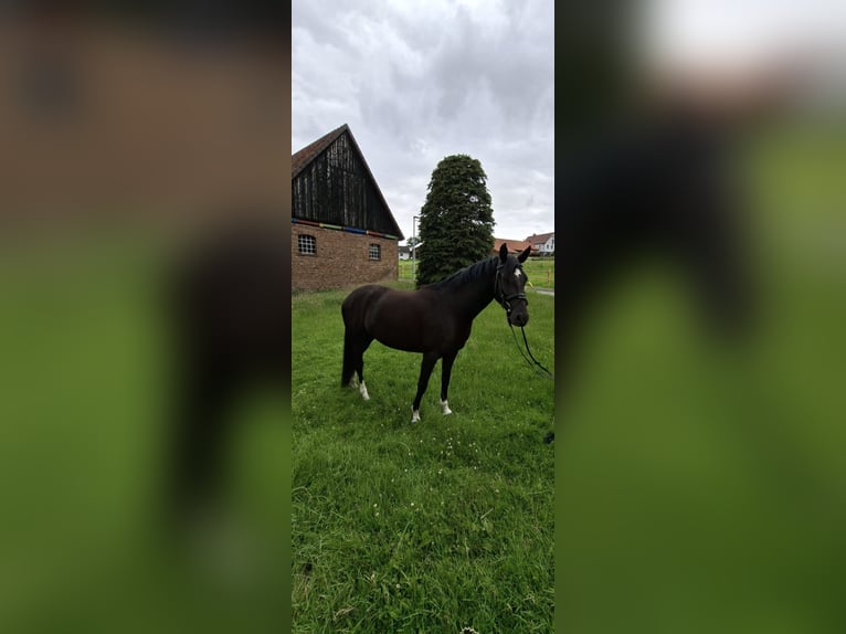 Poney de selle allemand Jument 5 Ans 148 cm Noir in Wickede