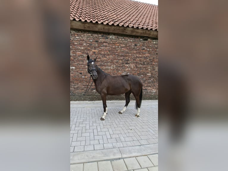 Poney de selle allemand Jument 5 Ans 148 cm Noir in Wickede