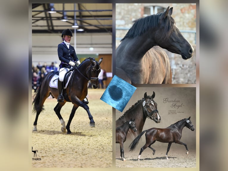 Poney de selle allemand Jument 5 Ans 148 cm Noir in Markvippach