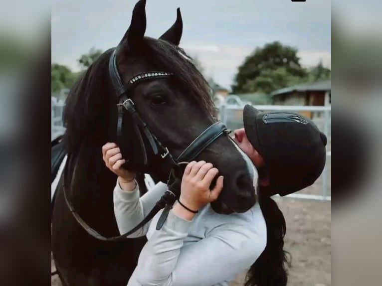 Poney de selle allemand Jument 5 Ans 148 cm Noir in Markvippach