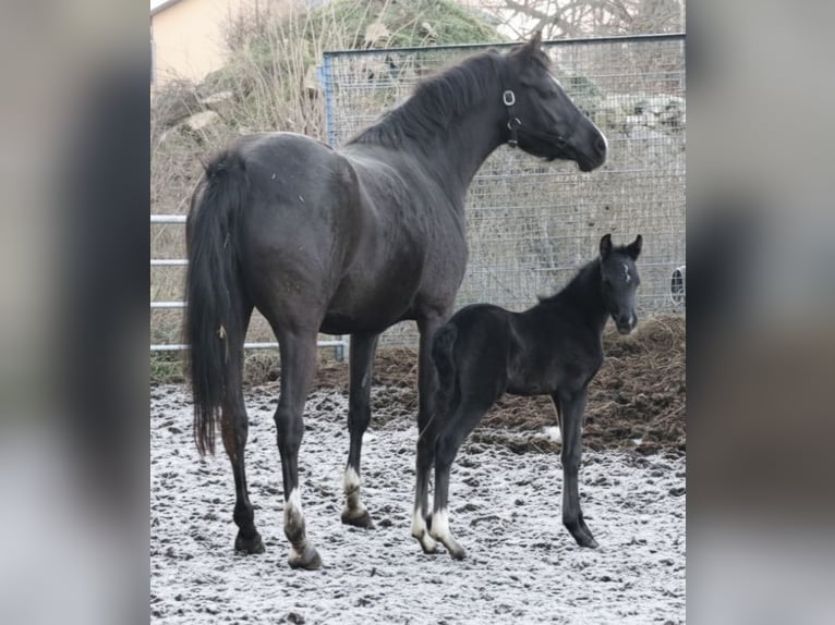 Poney de selle allemand Jument 5 Ans 148 cm Noir in Markvippach