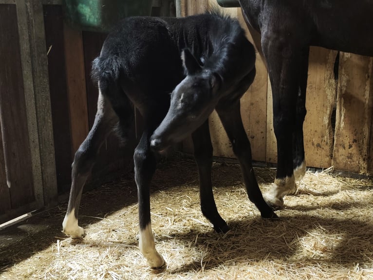 Poney de selle allemand Jument 5 Ans 148 cm Noir in Markvippach