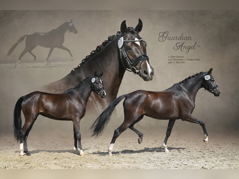 Poney de selle allemand Jument 5 Ans 148 cm Noir in Markvippach