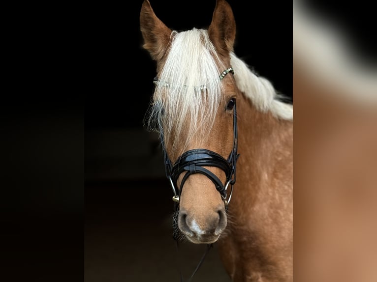 Poney de selle allemand Jument 5 Ans 148 cm Palomino in Kietz