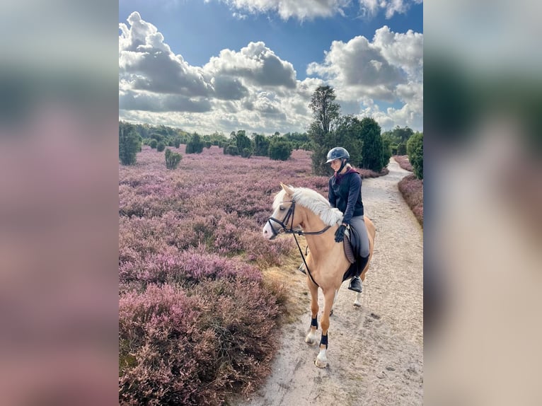 Poney de selle allemand Jument 5 Ans 148 cm Palomino in Wahrenholz