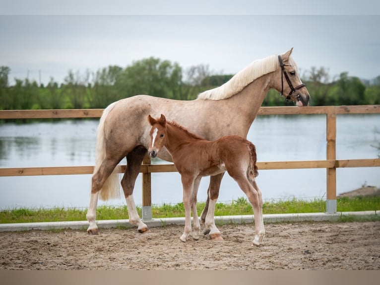 Poney de selle allemand Jument 5 Ans 148 cm Palomino in Maaseik