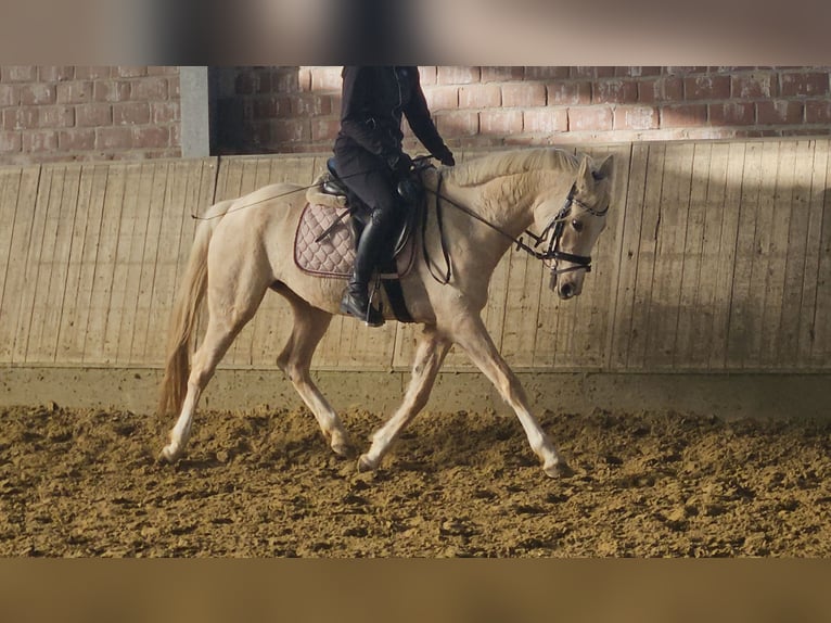 Poney de selle allemand Jument 5 Ans 149 cm Palomino in Wachtendonk