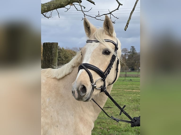 Poney de selle allemand Jument 5 Ans 149 cm Palomino in Wachtendonk