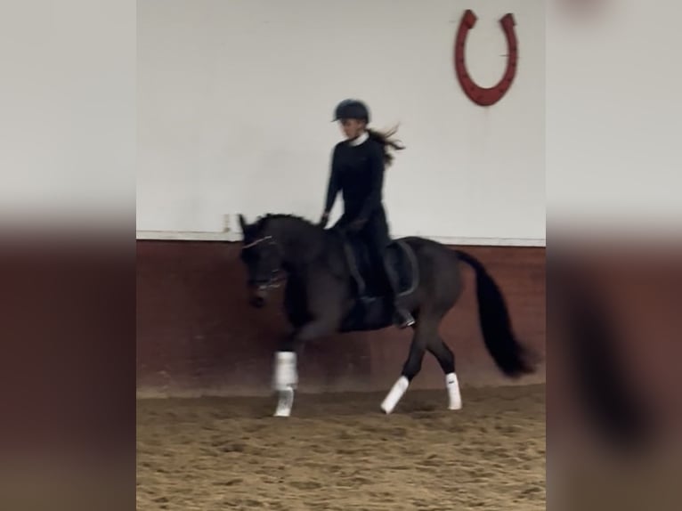 Poney de selle allemand Jument 5 Ans 152 cm Bai in Moisburg