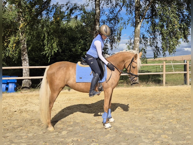Poney de selle allemand Jument 5 Ans 152 cm Palomino in Uslar/F&#xFC;rstenhagen