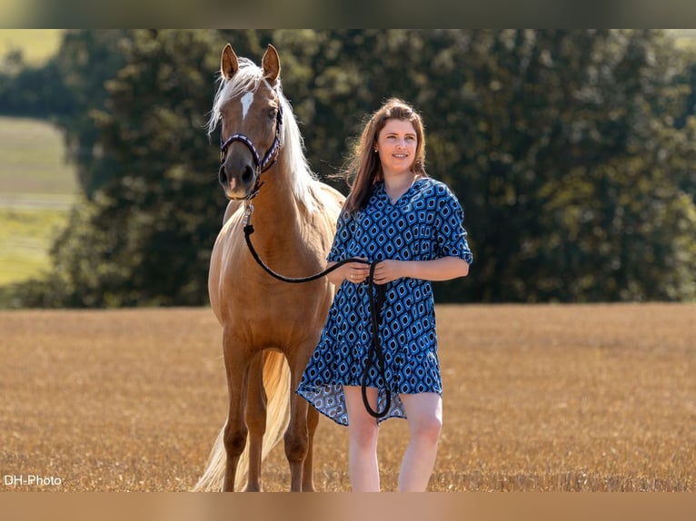 Poney de selle allemand Jument 5 Ans 152 cm Palomino in Uslar/F&#xFC;rstenhagen