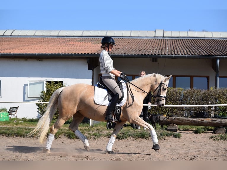 Poney de selle allemand Jument 5 Ans 152 cm Palomino in Stolpe