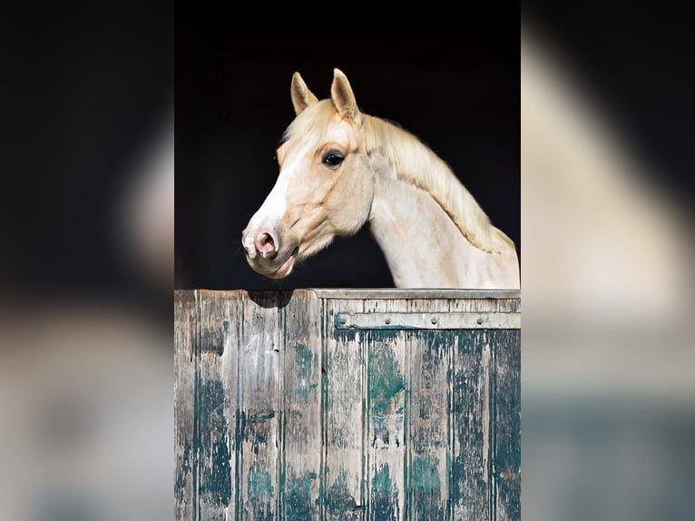 Poney de selle allemand Jument 5 Ans 152 cm Palomino in Stolpe