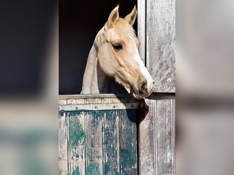 Poney de selle allemand Jument 5 Ans 152 cm Palomino in Stolpe