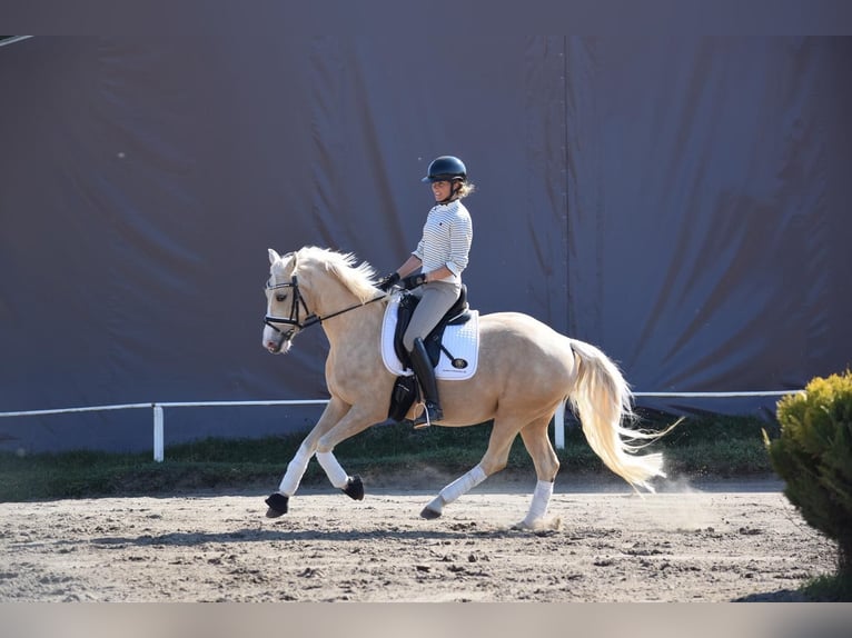 Poney de selle allemand Jument 5 Ans 152 cm Palomino in Stolpe