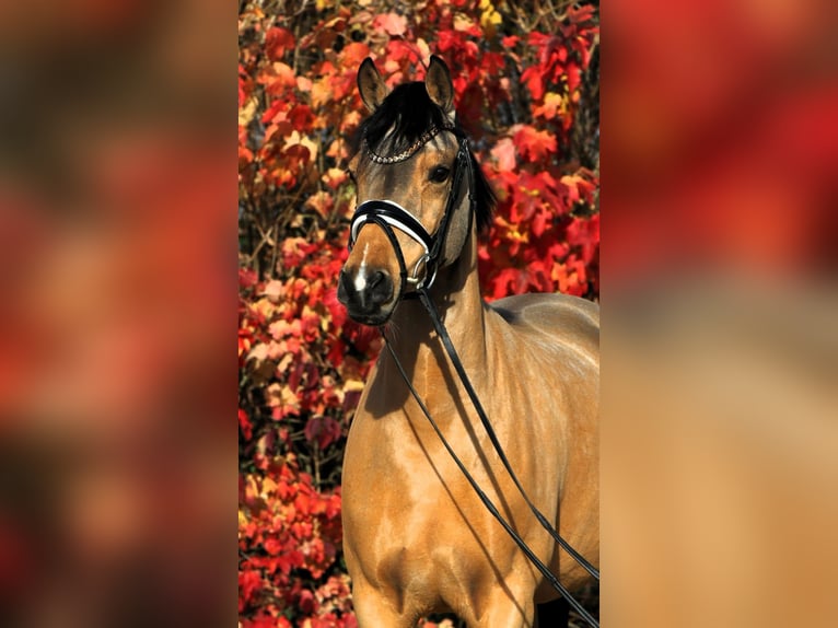 Poney de selle allemand Jument 5 Ans 153 cm Alezan brûlé in Rehburg-Loccum Münchehagen