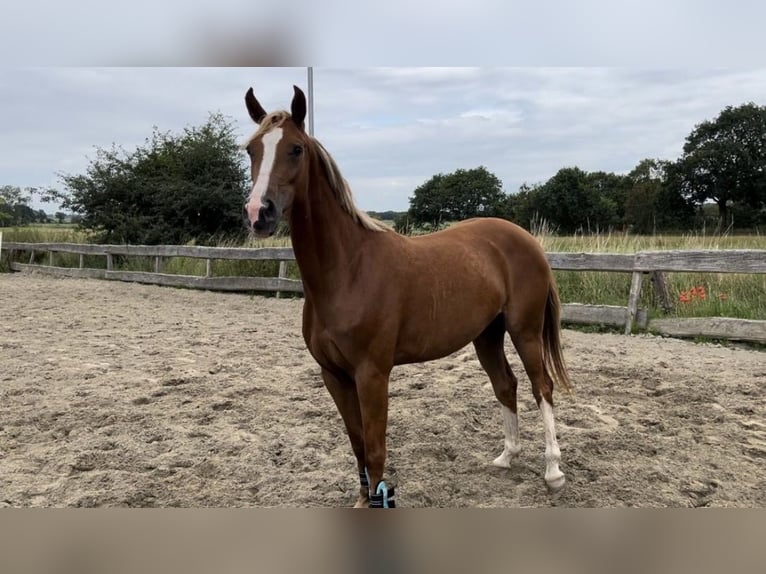 Poney de selle allemand Jument 5 Ans 153 cm Alezan in Ostrohe