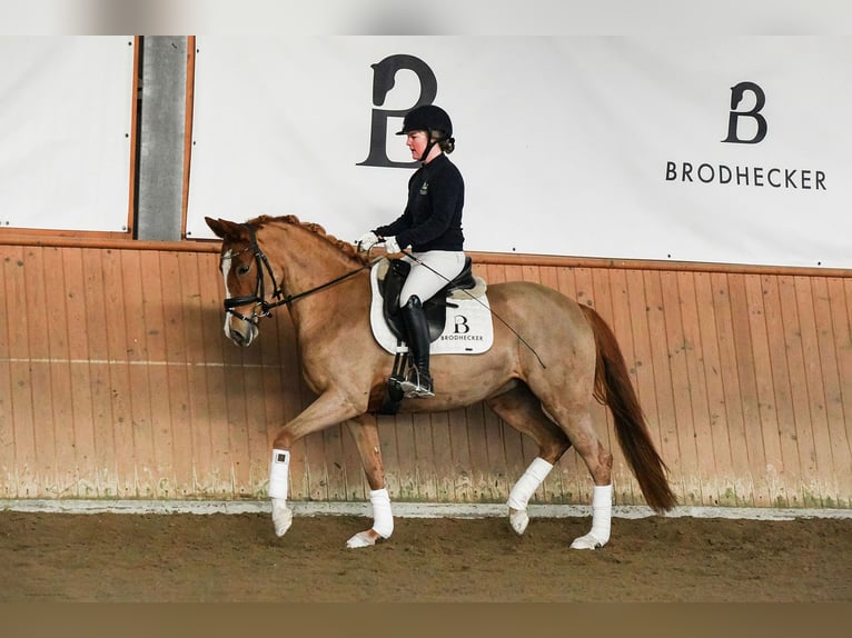 Poney de selle allemand Jument 5 Ans 153 cm Alezan in Riedstadt