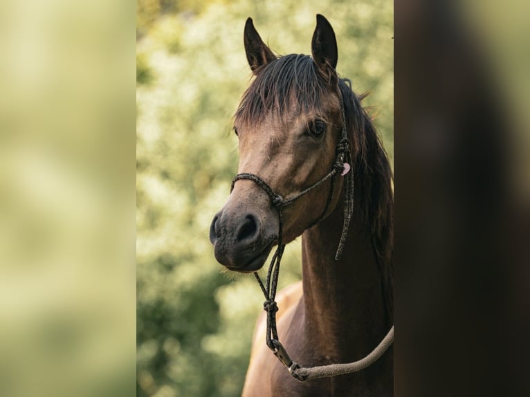 Poney de selle allemand Croisé Jument 5 Ans 155 cm Buckskin in Hamburg