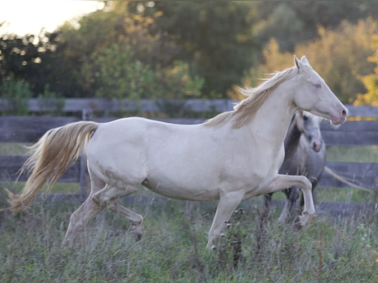 Poney de selle allemand Jument 5 Ans 155 cm Cremello in Nersingen