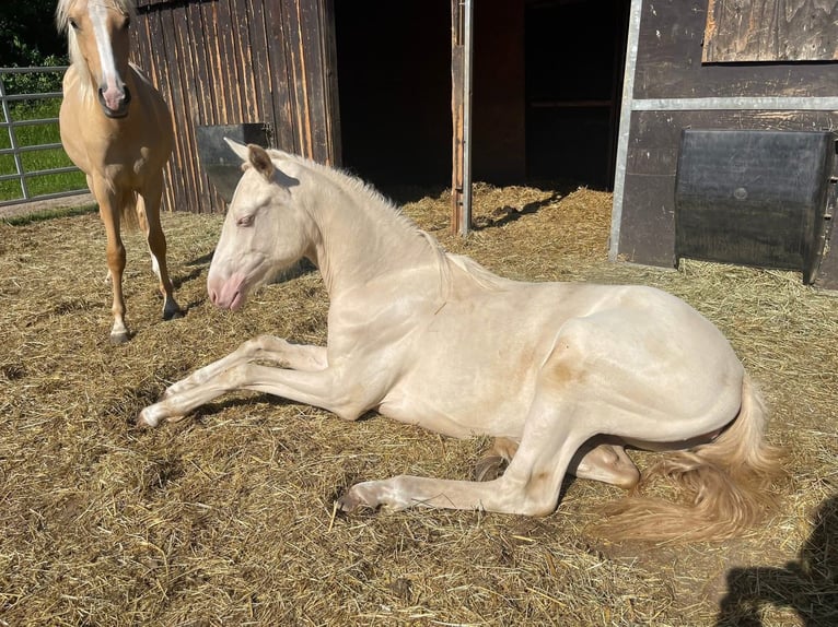 Poney de selle allemand Jument 5 Ans 155 cm Perlino in Nersingen