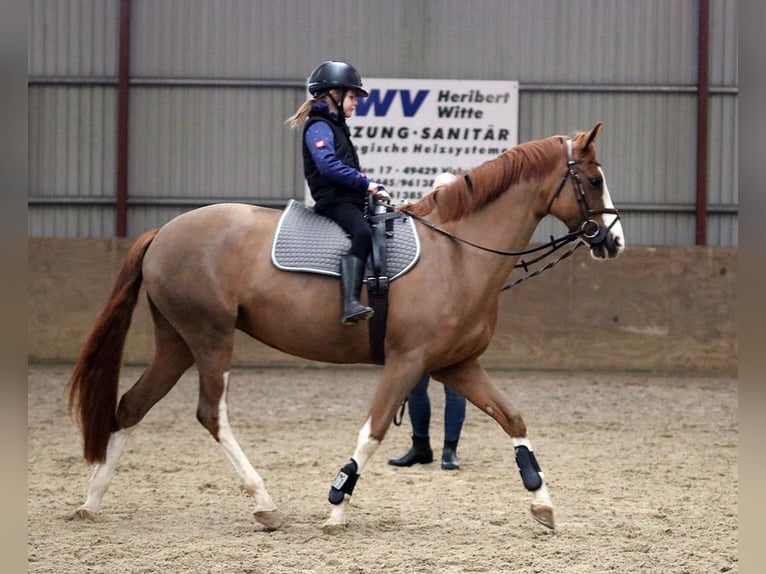 Poney de selle allemand Jument 5 Ans 156 cm Alezan in Wildeshausen
