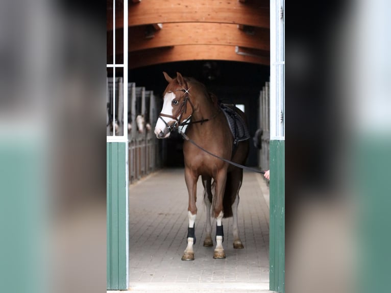 Poney de selle allemand Jument 5 Ans 156 cm Alezan in Wildeshausen