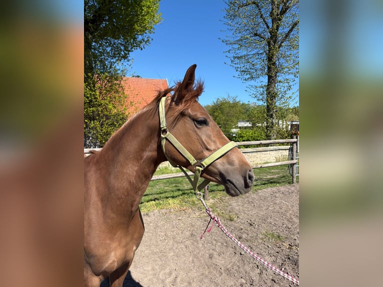 Poney de selle allemand Jument 5 Ans Alezan in Saerbeck