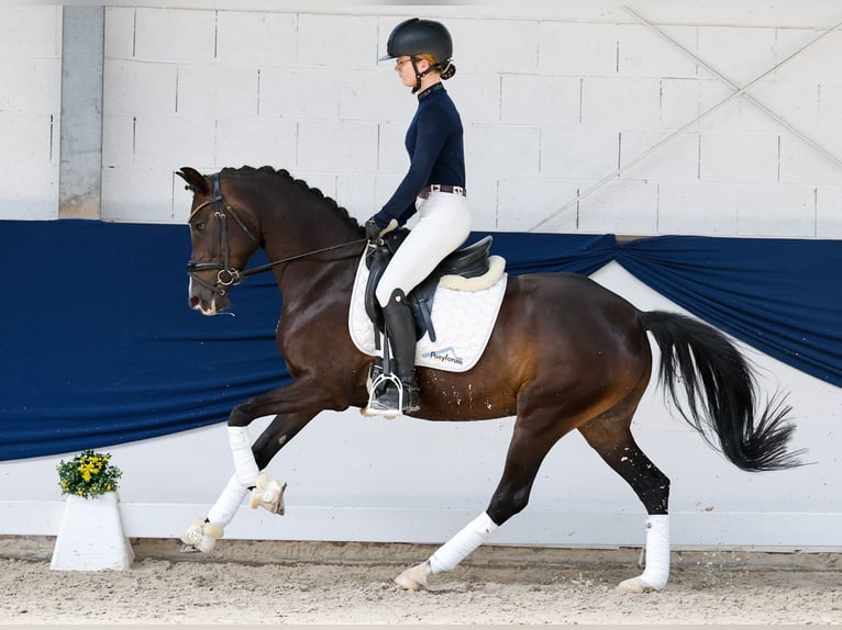Poney de selle allemand Jument 5 Ans Bai in Marsberg