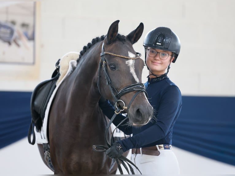 Poney de selle allemand Jument 5 Ans Bai in Marsberg