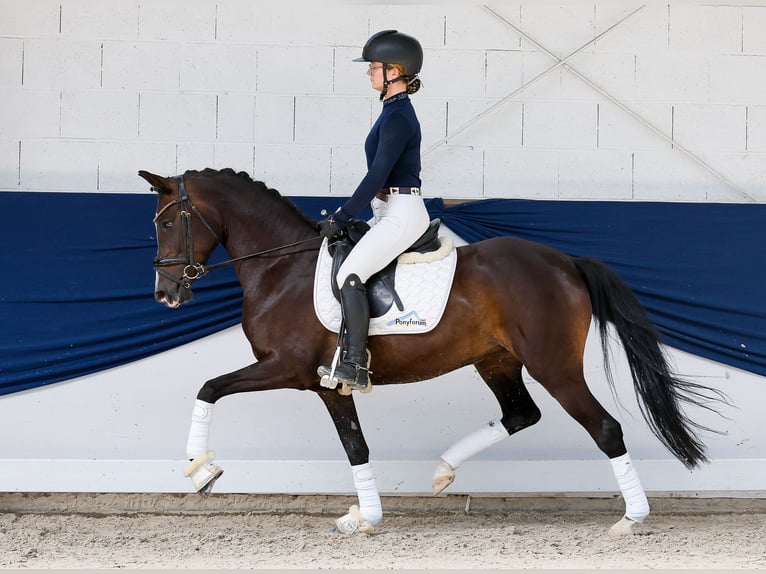 Poney de selle allemand Jument 5 Ans Bai in Marsberg
