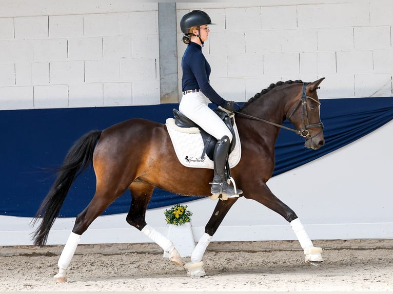Poney de selle allemand Jument 5 Ans Bai in Marsberg