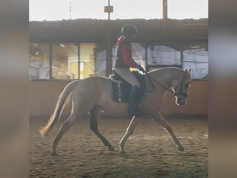 Poney de selle allemand Jument 5 Ans Palomino in Stöckse