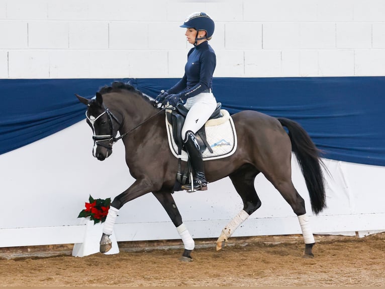 Poney de selle allemand Jument 6 Ans 133 cm Noir in Marsberg