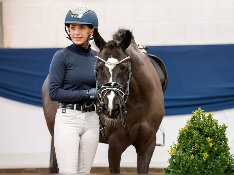 Poney de selle allemand Jument 6 Ans 133 cm Noir in Marsberg