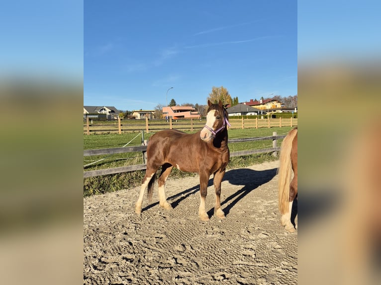Poney de selle allemand Jument 6 Ans 135 cm Alezan in Drobollach