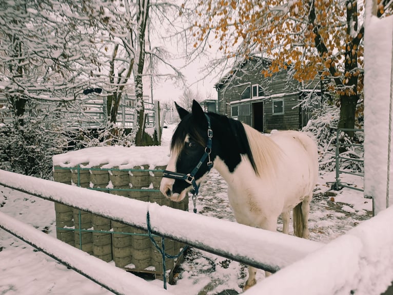 Poney de selle allemand Jument 6 Ans 138 cm Pinto in Wermelskirchen