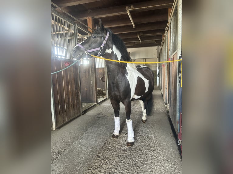 Poney de selle allemand Croisé Jument 6 Ans 138 cm Pinto in Gföhl