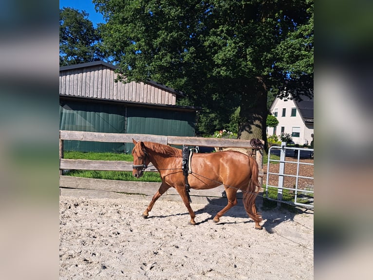 Poney de selle allemand Jument 6 Ans 140 cm Alezan in Lotte