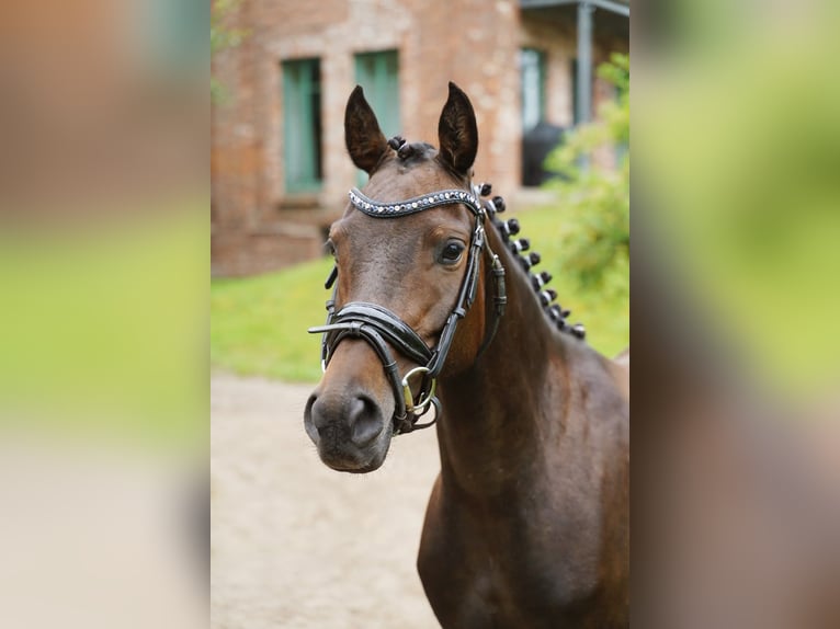Poney de selle allemand Jument 6 Ans 140 cm Bai brun in Jesteburg