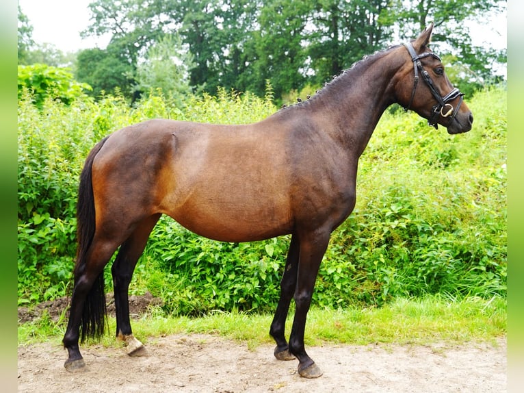 Poney de selle allemand Jument 6 Ans 140 cm Bai brun in Jesteburg
