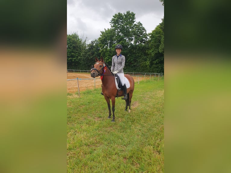 Poney de selle allemand Jument 6 Ans 140 cm Bai in Limbach-Oberfrohna