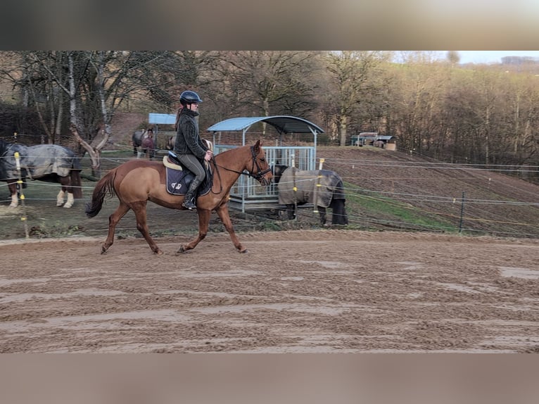 Poney de selle allemand Jument 6 Ans 141 cm Alezan in Morsbach