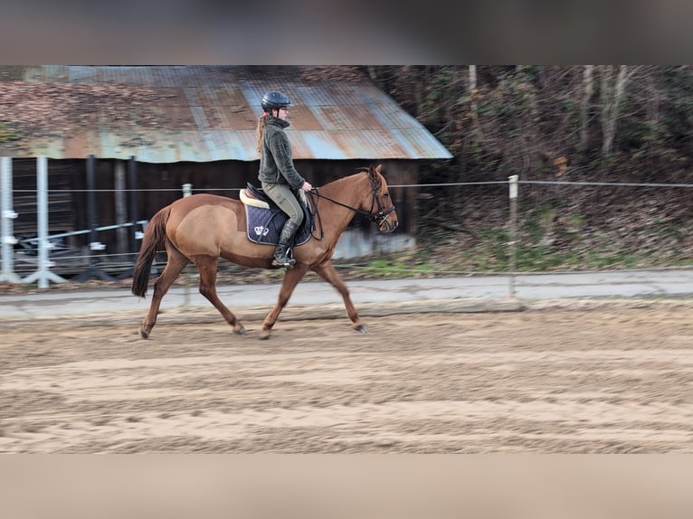Poney de selle allemand Jument 6 Ans 141 cm Alezan in Morsbach