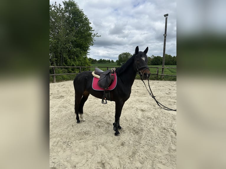 Poney de selle allemand Jument 6 Ans 141 cm Bai brun in Rödinghausen