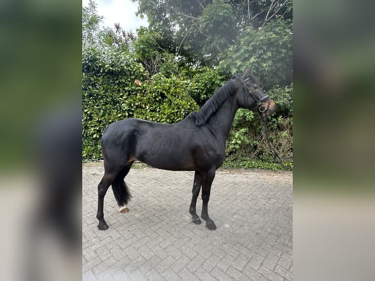 Poney de selle allemand Jument 6 Ans 141 cm Bai brun in Rödinghausen