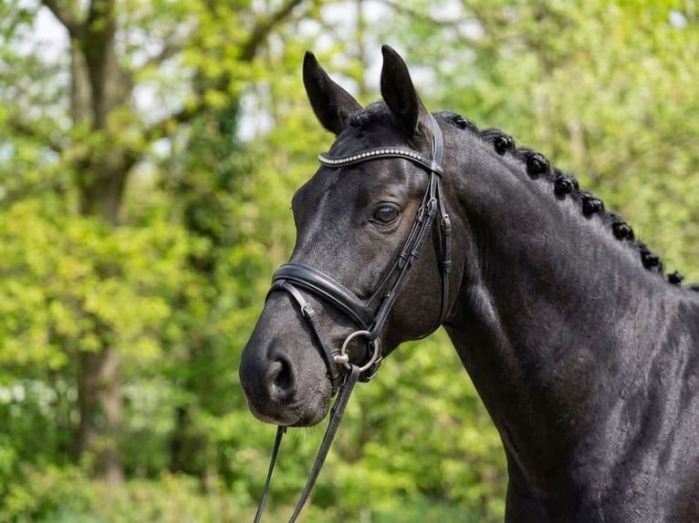 Poney de selle allemand Jument 6 Ans 142 cm Bai brun foncé in Neumarkt an der Raab